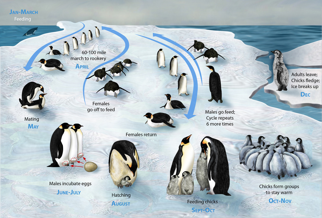 Characteristics Of Population - Emperor Penguins